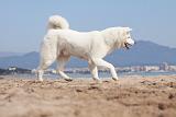 AKITA INU 151